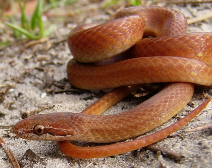 <p>25-38cm</p><p>Golden brown or reddish brown dorsum</p><p>Glossy yellowish or whitish venter</p><p><strong>Top of head is darker than rest of body</strong></p><p><strong>On each side of the head a line extends posterior to the eye</strong></p><p>Dorsal scales are smooth and iridescent</p><p>Lower coastal plains of Carolinas</p>