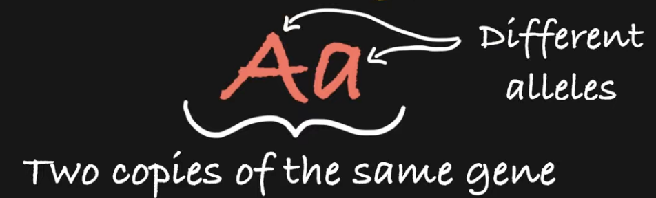 <p><span style="color: red"><strong>Segregation: → separation during meiosis</strong></span></p><p>→ <span style="color: yellow"><strong>A parent gives just ONE allele for a gene to each gamete they produce </strong></span></p><ul><li><p>2 alleles of one trait will be separated + distributed to 2 different daughter cells (maternal + paternal) </p></li></ul><p>Ex:: for Tt —allele:</p><ul><li><p>T will go in one daughter cell, and allele t will go in other</p></li></ul><p>• Errors in segregation can lead to cancer, infertility, and Down syndrome</p><p></p><p><span style="color: red"><strong>Independent Assortment:</strong></span></p><p><span style="color: yellow"><strong>→ During gamete formation, different pairs of alleles segregate independently of each other </strong></span></p><ul><li><p>Alleles of 2 different traits on 2 different chromosomes are distributed independently of each other </p></li></ul><p>Ex: Bb is on one chromosome, and Jj is on another chromosome, so possibilities of inheritance</p><p>are: BJ, Bj, bJ, and bj</p><p>• Whether you inherit a B or b is independent of whether you inherit a J or j</p><p></p>