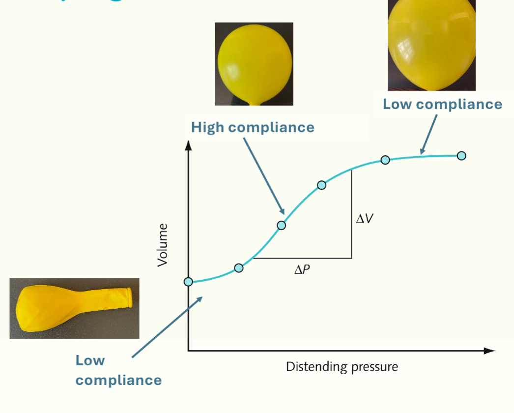 <ul><li><p>static lung mechanics because the volume is measured at each change in pressure but doesn’t take into account airflow (which changes with time)</p></li><li><p>lung doesn’t expand linearly with increasing pressure, so compliance is not the same throughout lung expansion</p></li><li><p>at first, a higher pressure is required for a small change in volume (compliance = low)</p></li><li><p>the lungs then become easier to distend → slope steepens</p><ul><li><p>small change in transpulmonary pressure results in a large change in lung volume</p></li></ul></li><li><p>curve flattens out again: any further increase in pressure will not lead to a change in volume</p></li><li><p>alveoli = well inflated and close to their elastic limit so compliance is low again</p></li><li><p>steepest part of the curve= normal tidal breathing (this reduces trhe work of breathing)</p></li><li><p>slope of the curve = compliance</p></li></ul><p></p>