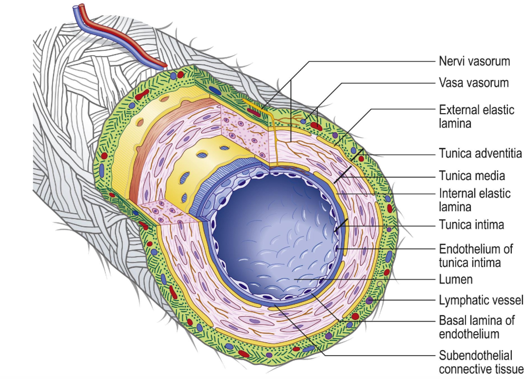 <p>Lygieji laumenys</p><p>Elastines skaidulos</p><p>Kolagenines skaidulos</p>