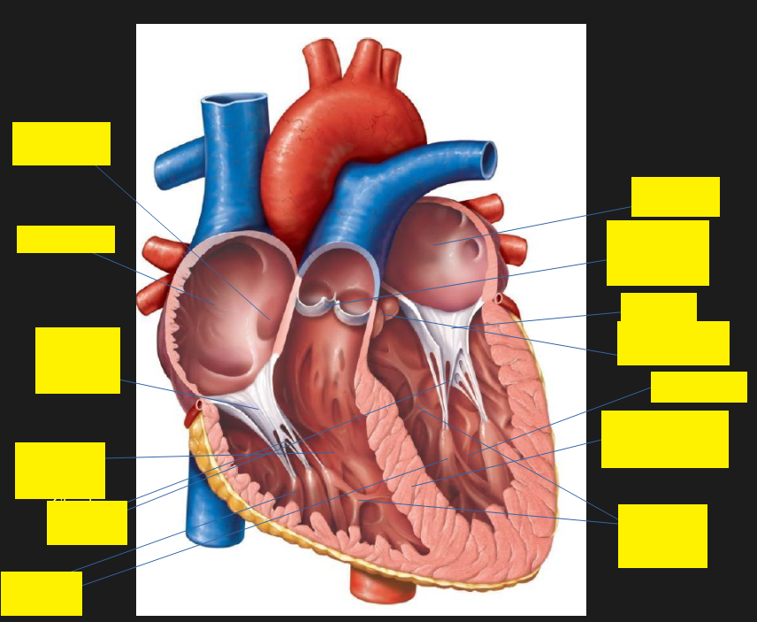 <p></p><p>inner heart</p>