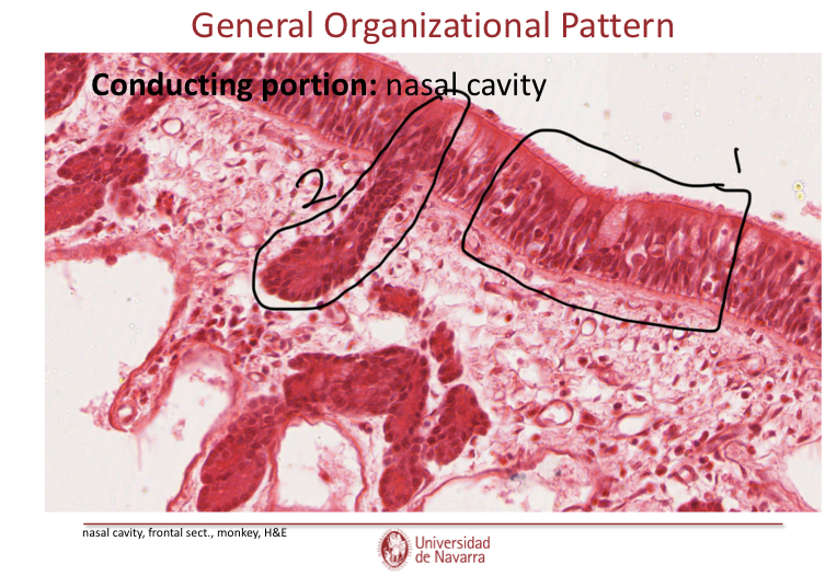 <p>Label this image in the nasal cavity and explain what the structures do.</p>