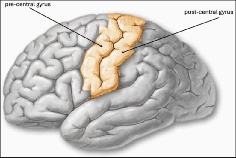 <p>CENTRAL SULCUS (SULCUS OF ROLANDO)</p>