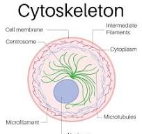 <p>cytoskeleton</p>