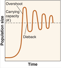 <p>A population pattern that sees rapid exponential growth at first and then a period of collapses <strong>(diebacks)</strong> and increases in population <strong>(overshoot)</strong> which go over and under the carrying capacity.</p><ul><li><p>Seen with fish and mammals </p></li></ul>