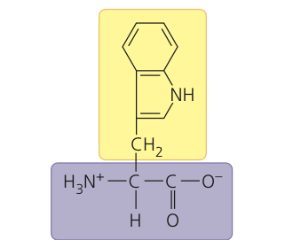 <p>Tryptophan</p>