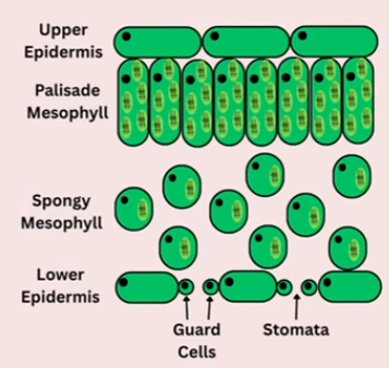 <p>Long cells that are tightly packed together and have many chloroplasts, making them the site of most photosynthesis within the leaf</p>