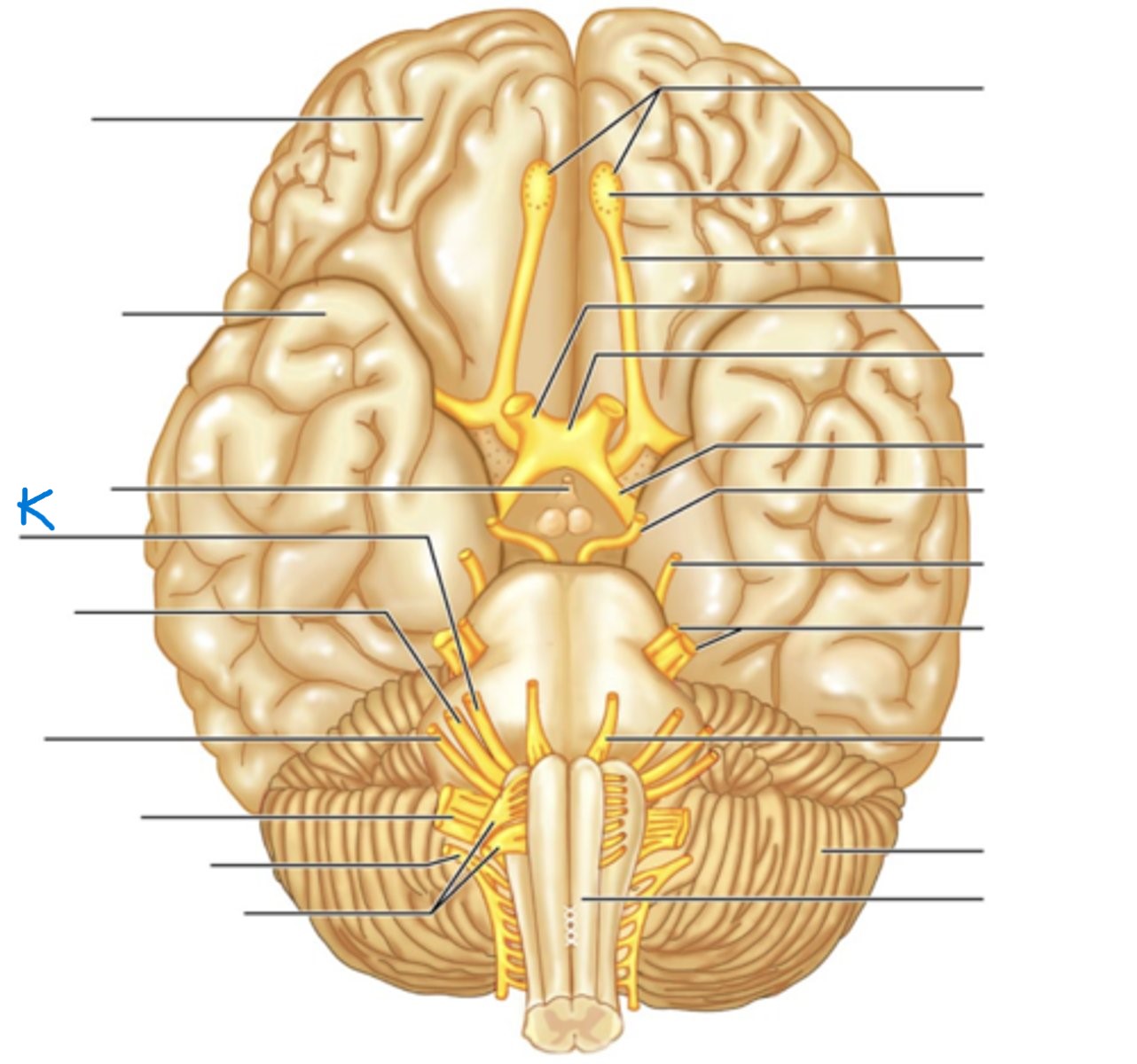 knowt flashcard image