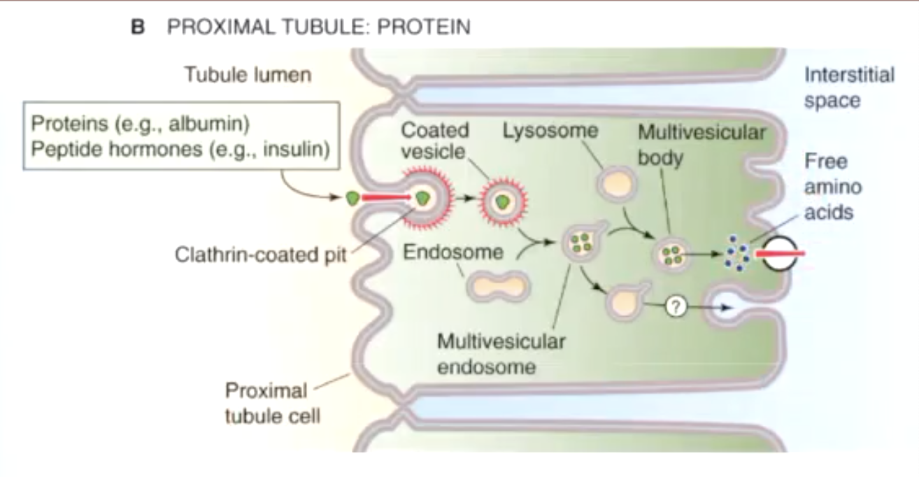<p>proteins (albumin) / peptide hormones (insulin) are taken in by endosomes and broken down into free amino acids by lysosomes </p>