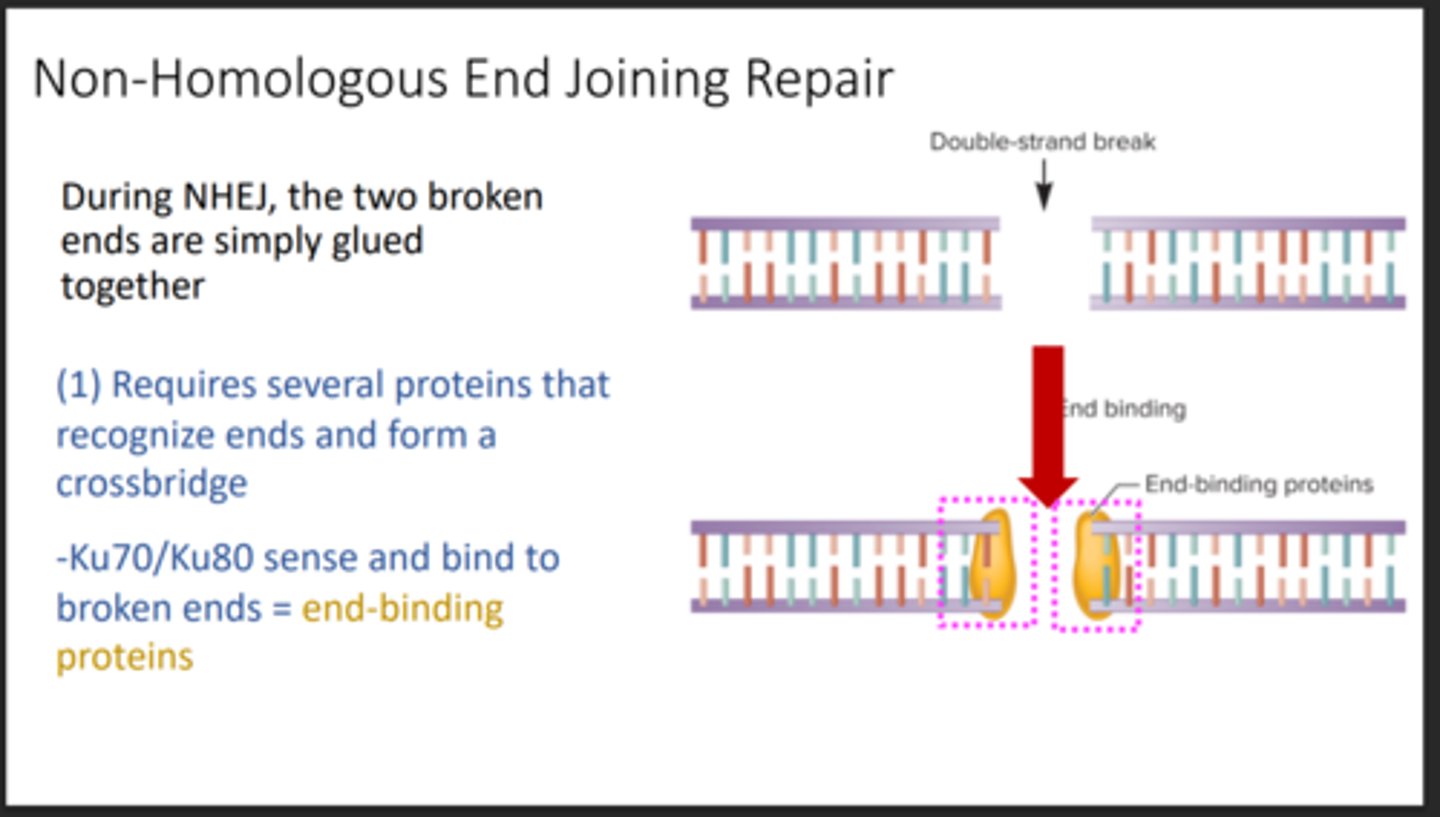<p>Repairs double-strand breaks by directly joining broken ends</p>
