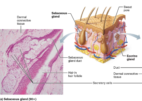 <p>Sebaceous (oil glands) </p>