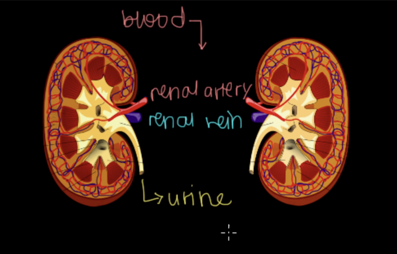 <p>Renal Artery</p>