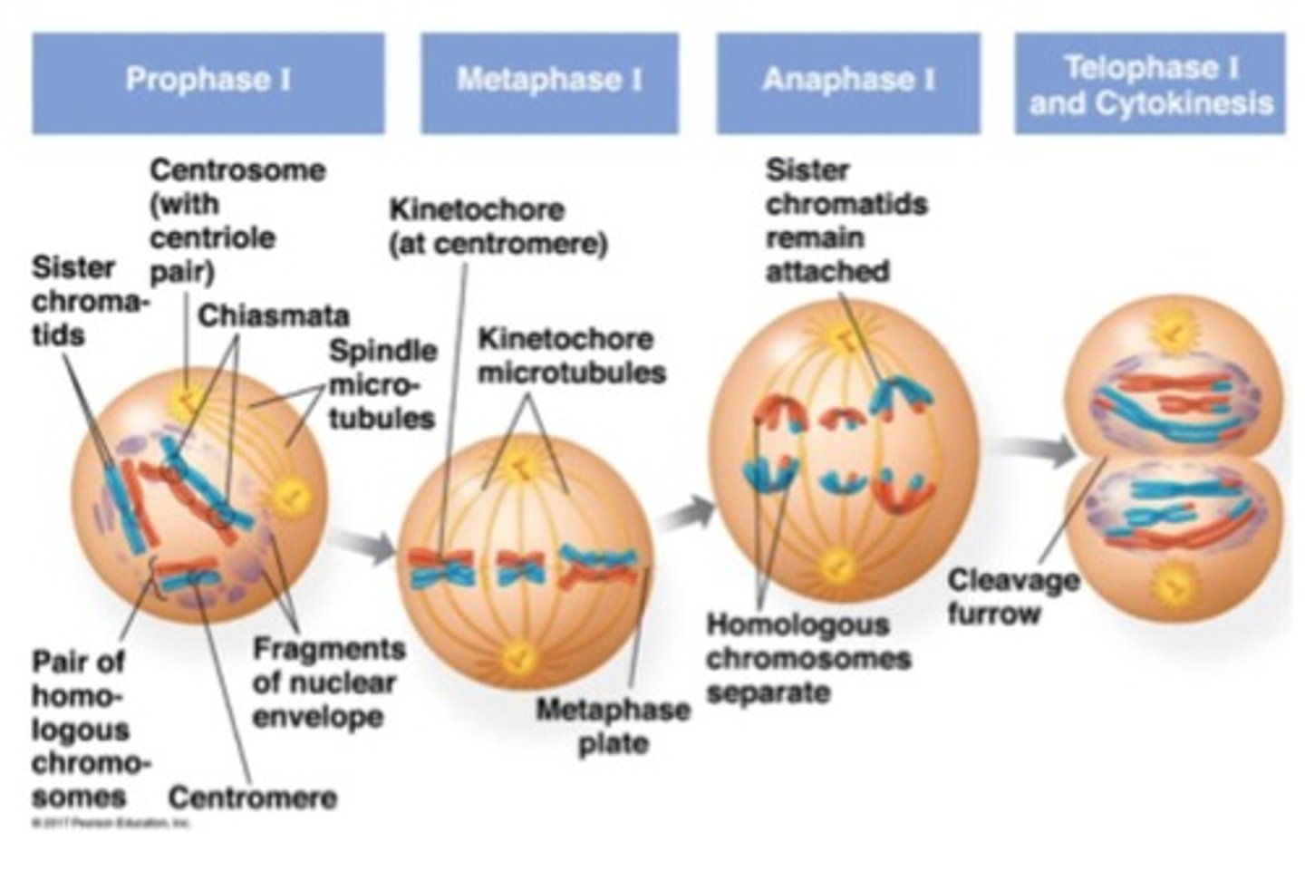 <p>Homologous chromosomes are separated.</p>