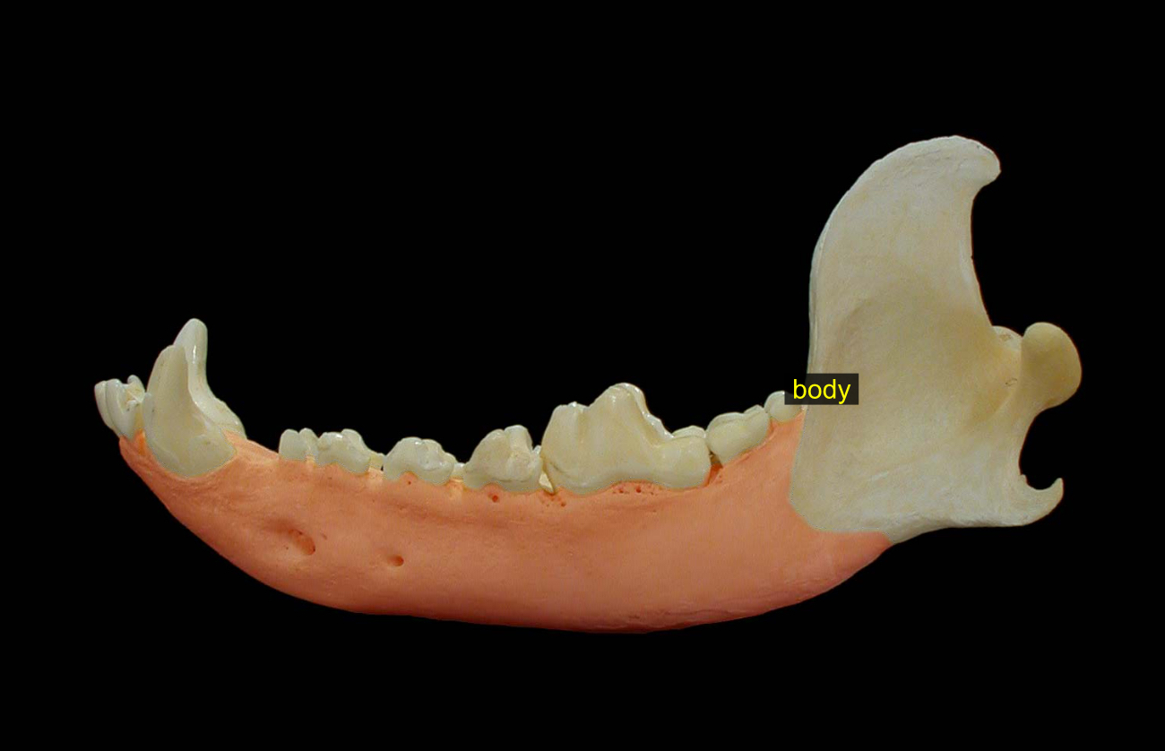 <p>rest of the mandible</p>