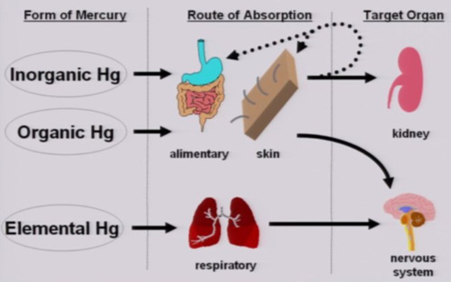 <p>a. Elemental mercury</p><p>i. Heavy, silver-grey, metal; liquid at room temperature</p><p>ii. Conducts electricity &amp; mixes easily with other metals</p><p>iii. Elemental mercury exposure pathways</p><p>1. Respiratory: easily absorbed into bloodstream &amp; crosses blood-brain barrier</p><p>b. Inorganic mercury</p><p>i. Mercurous, Hg1+ or mercuric, Hg2+</p><p>ii. Oxidized mercury that combine with other chemical elements to create salt forms.</p><p>iii. Inorganic mercury exposure pathways</p><p>1. Gastrointestinal</p><p>2. Skin: poor systemic absorption unless exposed to large amounts</p><p>c. Organic mercury</p><p>i. Methylmercury (crop)</p><p>ii. Ethmercury (antifungal, vaccine preservative)</p><p>iii. Phenulmerrcry (preservative in paints and disinfectant</p>