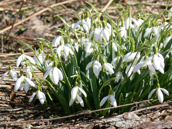 <p>sněženka podsněžník </p>