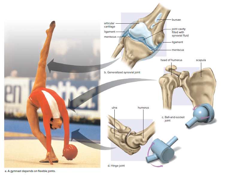 Synovial joints.