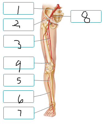 <p>Label the arteries of the lower limb, as seen in the anterior view.</p><p><span style="font-size: inherit; font-family: inherit"><br></span></p>
