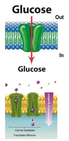 <p><strong>Facilitated diffusion</strong>:</p><ul><li><p class="">Compound binds specifically to an integral membrane protein called a facilitative transporter</p></li><li><p class="">Change in transporter conformation allows compound to be released on the other side of the membrane</p></li><li><p class="">Compound moves down a concentration gradient</p></li></ul><p></p>