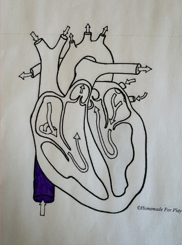 <ul><li><p><span style="background-color: transparent;"><span>Carries deoxygenated blood from the lower body (legs, abdomen, and lower organs) to the </span><strong><span>right atrium</span></strong></span></p></li></ul><p></p>
