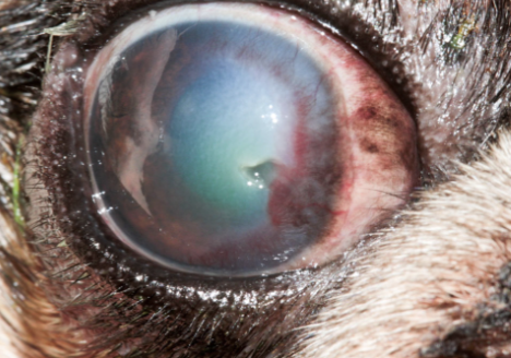 <p>vascular healing</p><ul><li><p>extensive early cellular infiltration</p></li><li><p>subequent vascualr invasion—&gt; fibrovacualr granultion tissue at ulcer site </p></li></ul><p></p>