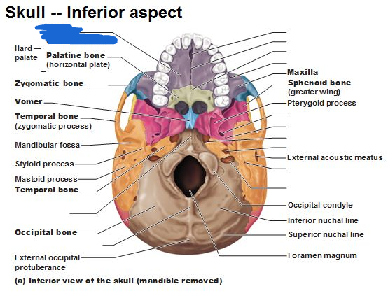 <p>palatine process (inferior view)</p>