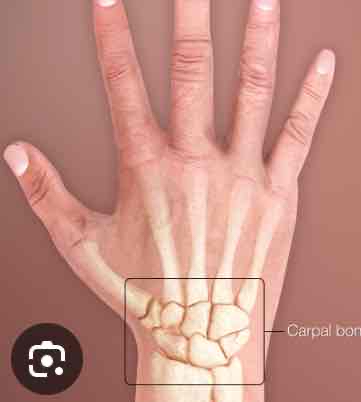 <p><span>The wrist area and the eight carpal bones that make up the wrist joint</span></p>