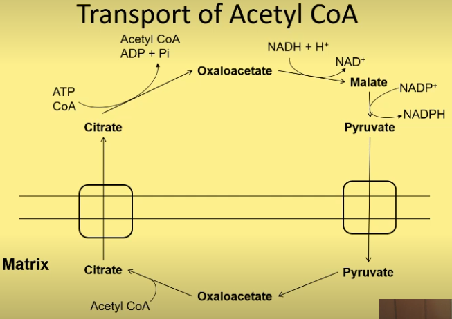 <p>convert oxaloacetate + acetyl CoA→ citrate, which moves across </p><p>→ oxaloacetate (uses ATP) + Acetyl CoA </p><p>then oxaloacetate → malate (uses NADH),</p><p> then → pyruvate (reduces NADP+), pyruvate transported across</p><p>converted back to oxaloacetate</p>