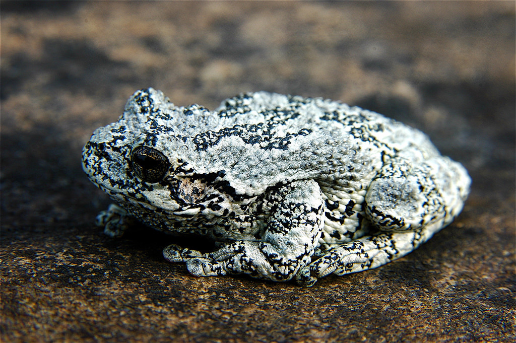 <p><span style="font-family: &quot;Times New Roman&quot;, serif">Relatively large size for a tree frog.&nbsp; Light gray coloration with some spots.&nbsp; Toes with sticky discs that allow for climbing.</span></p>