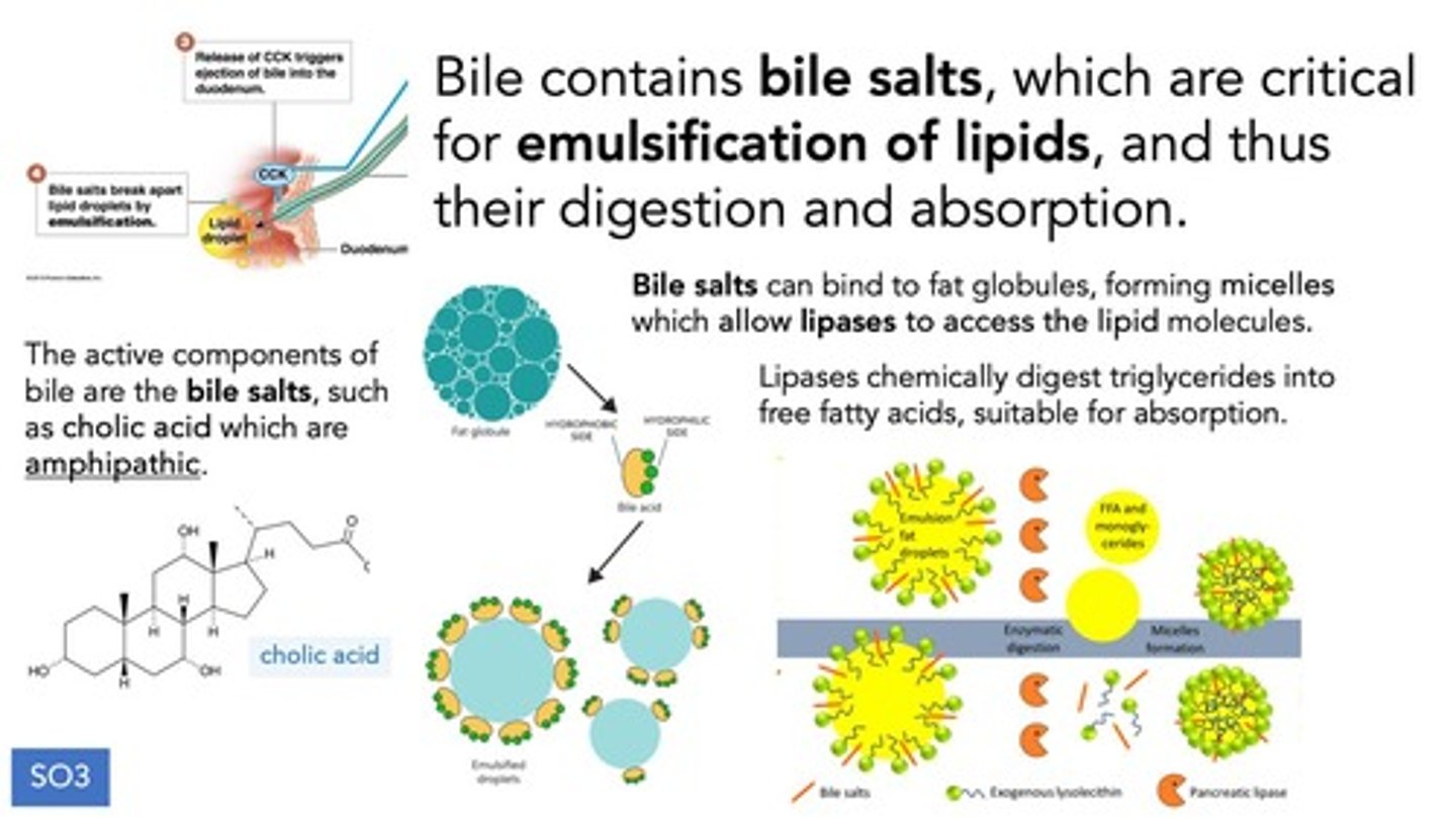 <p>Bile salts are amphipathic molecules derived from cholesterol, consisting of a hydrophobic steroid nucleus and a hydrophilic side chain, allowing them to emulsify fats.</p>