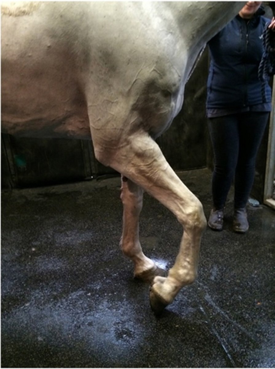 <p>Triceps myopathy</p>