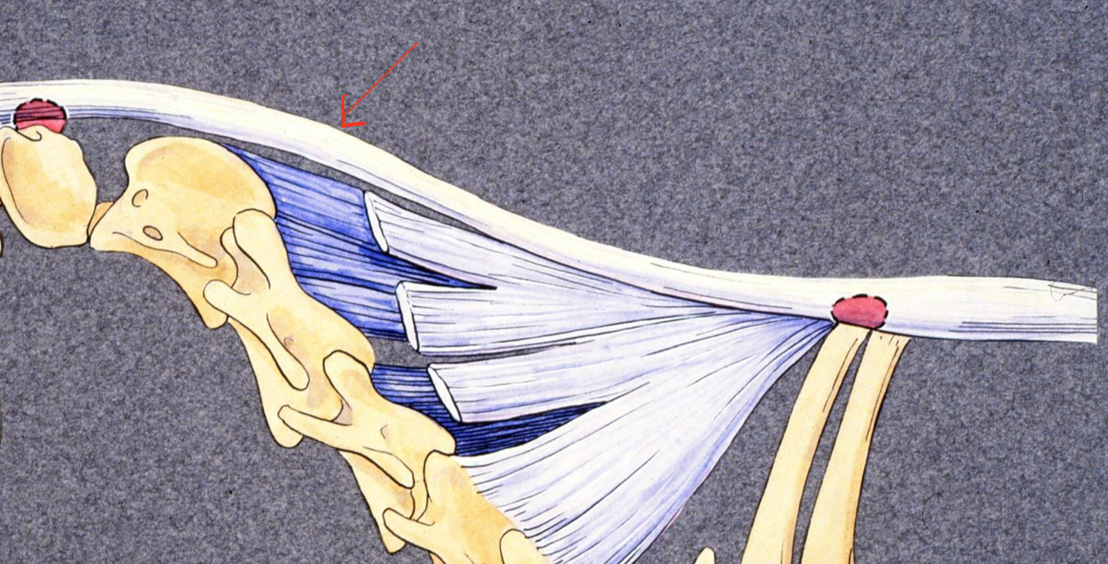 <p>what structure is the arrow pointing too</p>