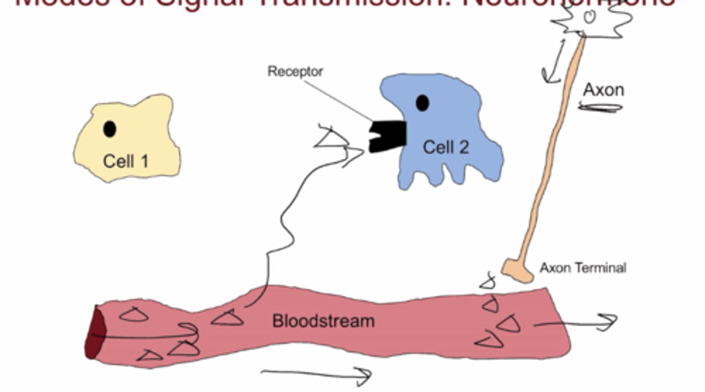 <p>Signal exits axon terminal, goes through he bloodstream and binds to cell receptor</p>