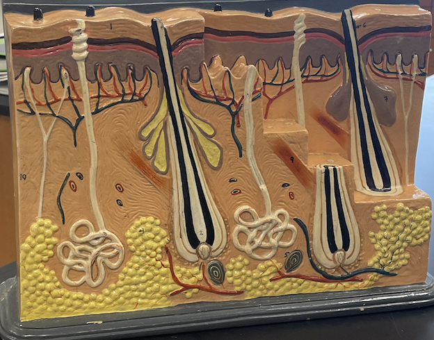 <p>Name Bottom Layer?</p>