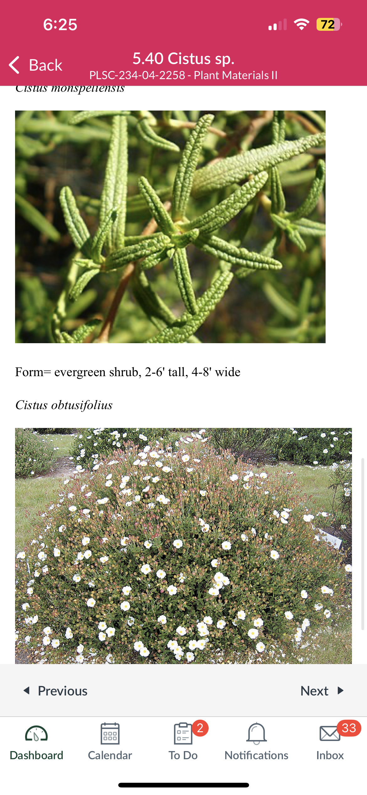 <p>Cistus sp.</p>