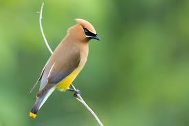 <p>What bird is this?</p>