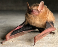 <p>tricolored dorsally; forearm skin is reddish</p>