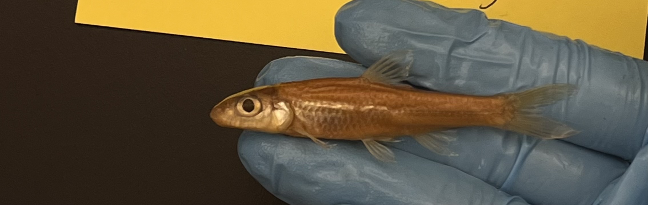 <p>Longjaw Minnow</p>