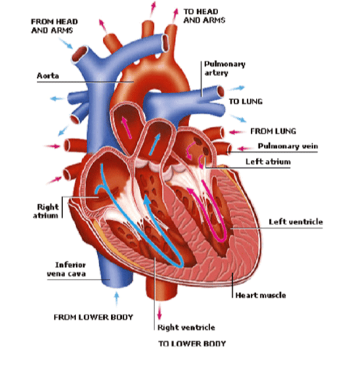 <p>upper right chamber of the heart and overlaps the ascending aorta</p>
