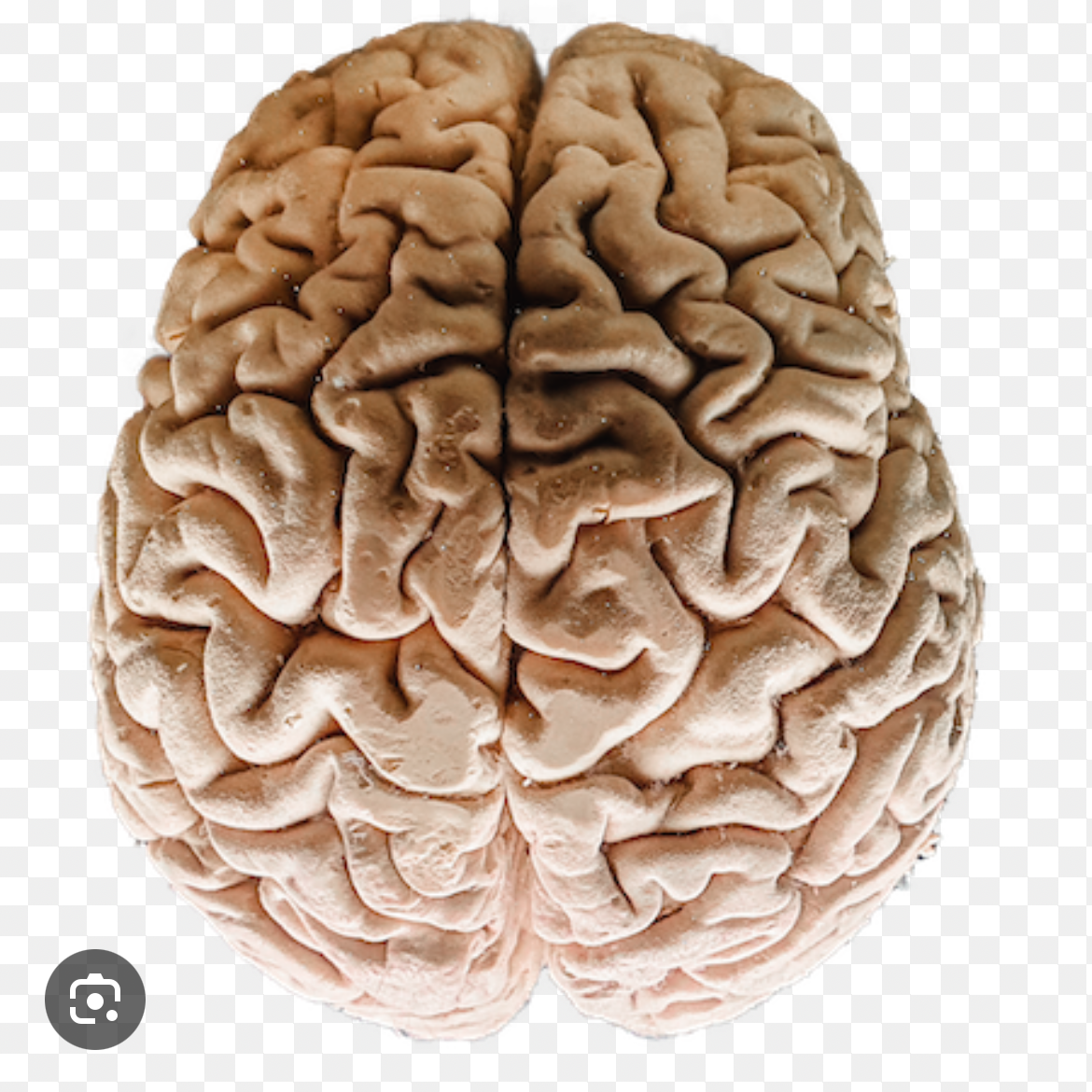 <p>thin layer of billions of nerve cells that cover the outer layer of the brain. often called gray matter. plays a key role in everything </p>