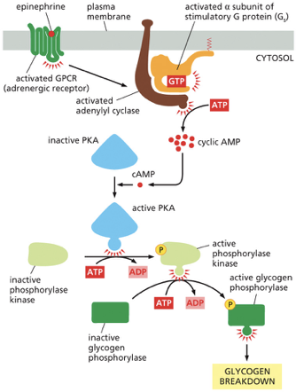 <ul><li><p><strong>Epinephrine Binds:</strong> The process starts when <strong>epinephrine</strong> binds to its specific receptor, an <strong>adrenergic receptor</strong>, which is a type of G protein-coupled receptor (GPCR).</p></li><li><p><strong>G Protein Activation:</strong> This binding activates the receptor, which then activates the <strong>stimulatory G protein (Gs)</strong>. The G protein's alpha subunit swaps GDP for GTP and becomes active.</p></li><li><p><strong>Adenylyl Cyclase Activation:</strong> The activated alpha subunit of the Gs protein moves along the membrane and activates the enzyme <strong>adenylyl cyclase</strong>.</p></li><li><p><strong>cAMP Production:</strong> Adenylyl cyclase is the first major amplification step. It rapidly converts many molecules of ATP into <strong>cyclic AMP (cAMP)</strong>, a second messenger that spreads the signal throughout the cell's cytosol.</p></li><li><p><strong>PKA Activation:</strong> The surge in cAMP activates <strong>Protein Kinase A (PKA)</strong>. Four cAMP molecules bind to each inactive PKA enzyme, releasing its active subunits.</p></li><li><p><strong>Phosphorylase Kinase Activation:</strong> This is the second amplification step. Each active PKA enzyme uses ATP to phosphorylate and activate many molecules of another enzyme, <strong>phosphorylase kinase</strong>.</p></li><li><p><strong>Glycogen Phosphorylase Activation:</strong> This is the third and final amplification step. Each active phosphorylase kinase uses ATP to phosphorylate and activate many molecules of the enzyme <strong>glycogen phosphorylase</strong>.</p></li><li><p><strong>Glycogen Breakdown:</strong> Active glycogen phosphorylase is the enzyme that performs the final job. It breaks down glycogen (a storage polymer of glucose) by cleaving off individual glucose units (as glucose-1-phosphate), which can then be used by the cell for quick energy.</p></li></ul><p></p>
