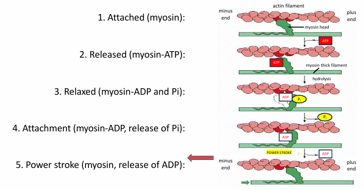 <ol><li><p>Myosin is attached to actin </p></li><li><p>ATP binding to myosin releases actin </p></li><li><p>ATP is hydrolyzed into ADP and Pi by myosin head</p><ol><li><p>Changes myosin conformation returning it to relaxed </p></li></ol></li><li><p>Release of Pi increases affinity of myosin head for actin </p><ol><li><p>Allows binding</p></li></ol></li><li><p>Release of ADP from myosin head changes conformation</p></li></ol><p></p><ul><li><p>Since myosin is attached to actin, it pulls the filament</p></li><li><p>Puts cycle back in step 1</p></li><li><p>ATP binding will then release myosin from actin again </p></li><li><p>This cycle repeats many times during muscle contraction </p></li><li><p>One ATP molecule binding/hydrolysis moves the myosin motor a few nm along the actin track </p></li></ul><p></p>