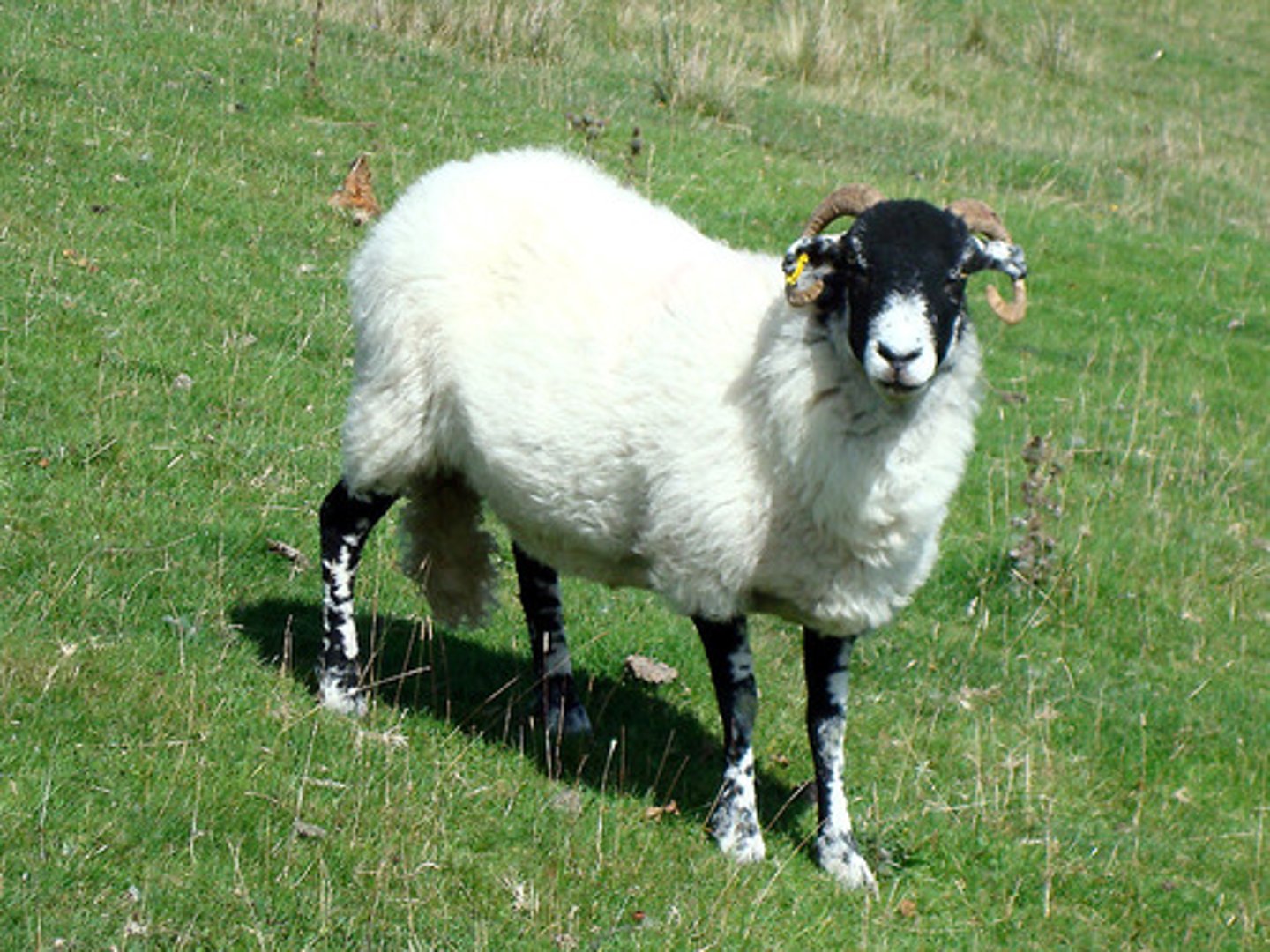 <p>la oveja</p>