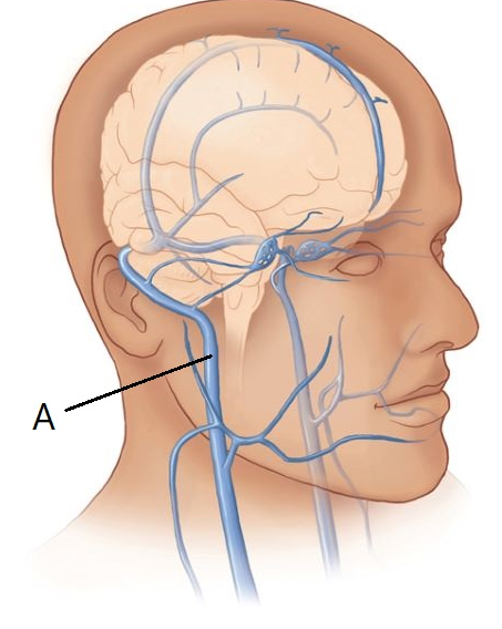 <p><span>The vein of the neck indicated by the letter A in this figure is the ____ jugular vein</span></p>