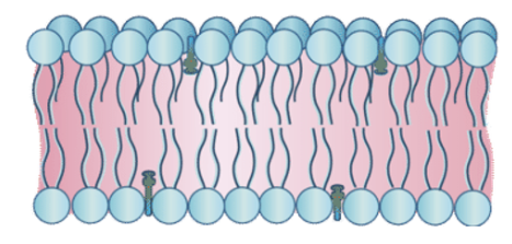 <p>an amphipathic molecule that makes the membrane stable</p>