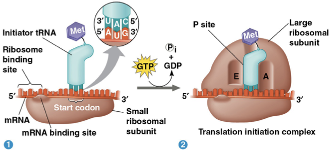 <p>initiation- <mark data-color="yellow" style="background-color: yellow; color: inherit">small ribosomal subuni</mark>t binds with mRNA and <mark data-color="yellow" style="background-color: yellow; color: inherit">indicator tRNA</mark> that carries amino acid <mark data-color="yellow" style="background-color: yellow; color: inherit">methionine</mark>. The small subunit moves along the mRNA until it reaches the start codon AUG. Initiation factors bring in the large subunit that completes the translation initiation complex.</p><p>elongation- amino acids are added one by one to the C terminus of the growing chain with the help of <mark data-color="yellow" style="background-color: yellow; color: inherit">elongation factors</mark></p><ol><li><p>codon recognition- GTP required: anticodons on tRNA correctly bind to mRNA codons</p></li><li><p>peptide bond formation- <mark data-color="yellow" style="background-color: yellow; color: inherit">rRNA</mark> of <mark data-color="yellow" style="background-color: yellow; color: inherit">large ribosomal subunit</mark> forms polypeptide bonds between carboxyl ends of amino acids. The polypeptide chain is transferred from P site to A site tRNA.</p></li><li><p>translocation- GTP required: A site tRNA moves over to P site and P site tRNA exits through the E site.</p></li></ol><p>Termination- stop codon is reached and <mark data-color="yellow" style="background-color: yellow; color: inherit">release factor</mark> binds to site A and binds water instead of amino acid. The hydrolysis reaction causes the whole <mark data-color="yellow" style="background-color: yellow; color: inherit">ribosomal subunit</mark> to fall apart.</p><p></p>