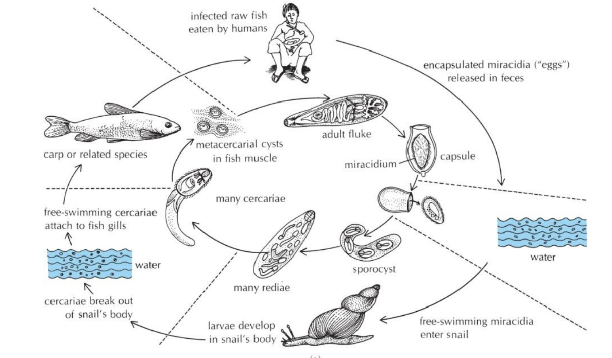 <p>REQUIRE WATER AT DIFFERENT PHASES<br><br>Eggs in feces (encapsulated miracidia) released into waterways<br>free swimming larvae<br>enter/attack snail (sporocyst/rediae)<br>break out and enter waterway becoming attached to fish gills or snail is eaten by fish (cercariae-mobile)<br>carp(fish) is definitive host or human who eats raw fish (metacercarial cysts in fish gills)</p>
