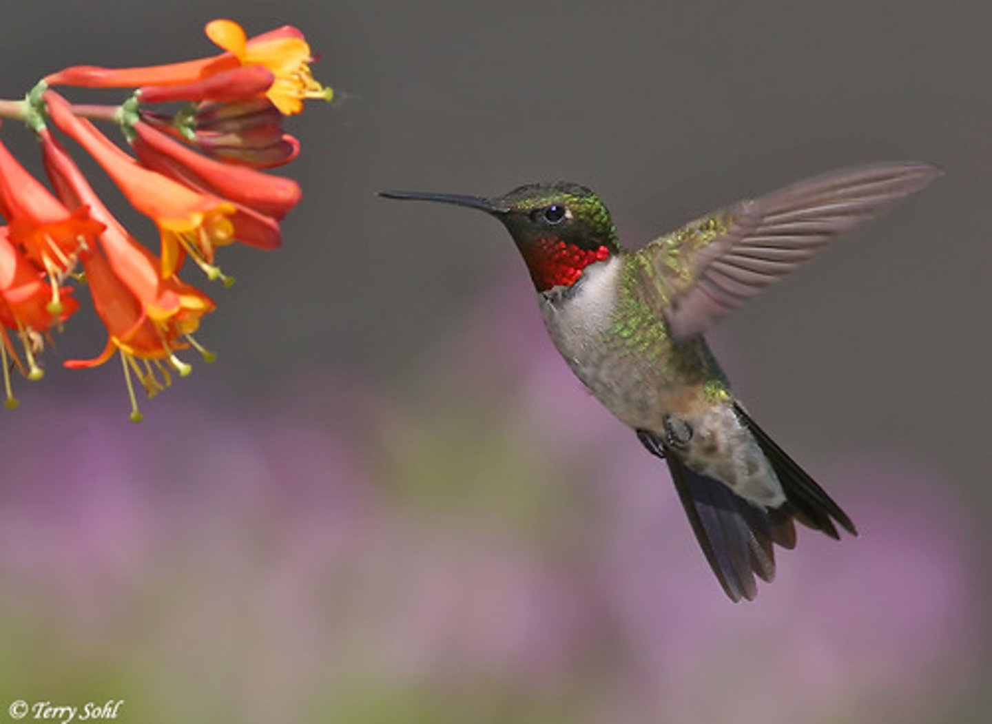 <p>Specific traits in plants adapted to attract certain pollinators: scent, colour &amp; flower shape. </p><p>Example: Hummingbirds &amp; flowers, plants evolve deep corollas, birds evolve longer beaks to minimize nectar loss.</p>