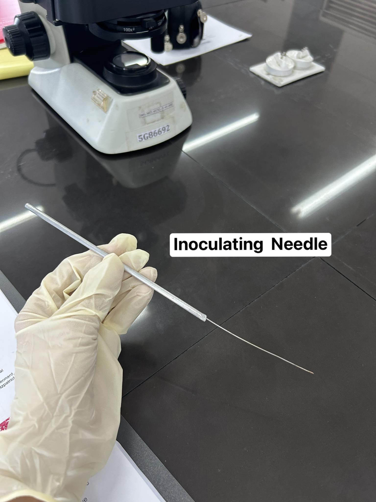 <p>Inoculating Needle</p>