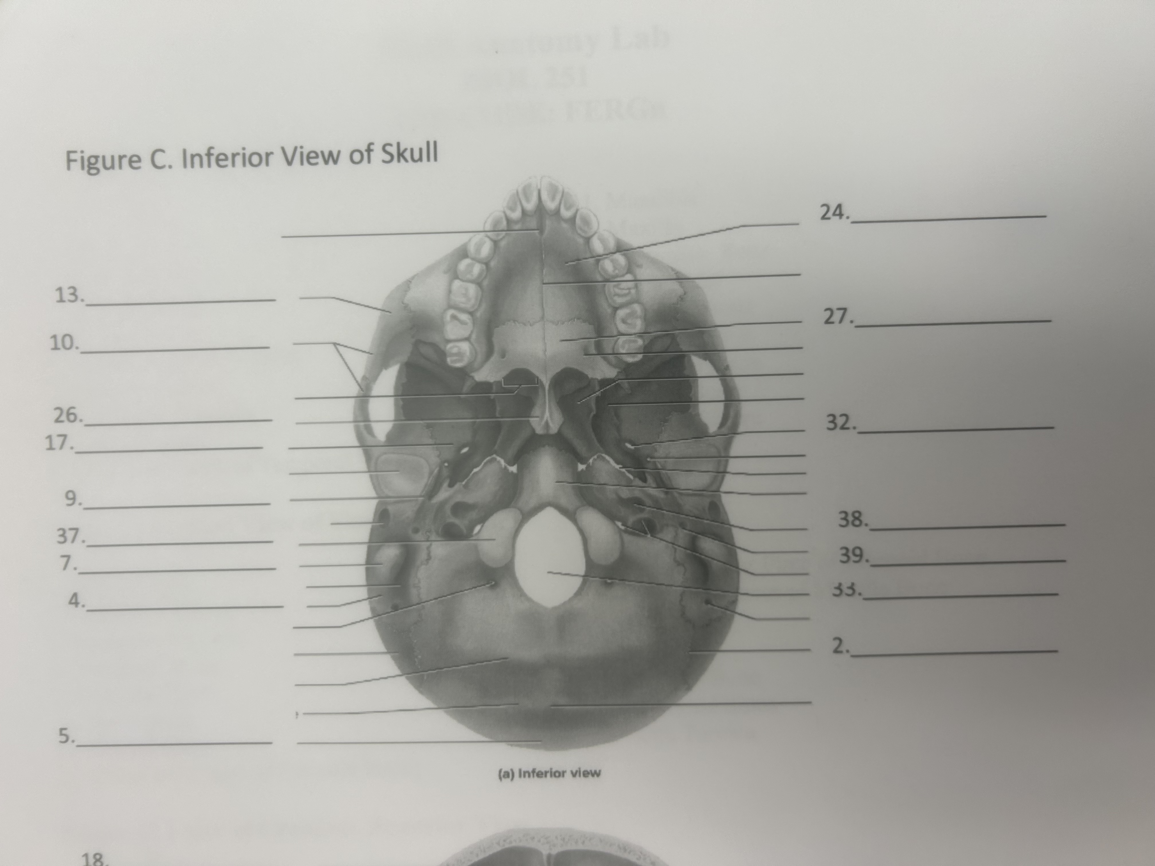 <p>38</p>